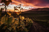 Views of the vineyards